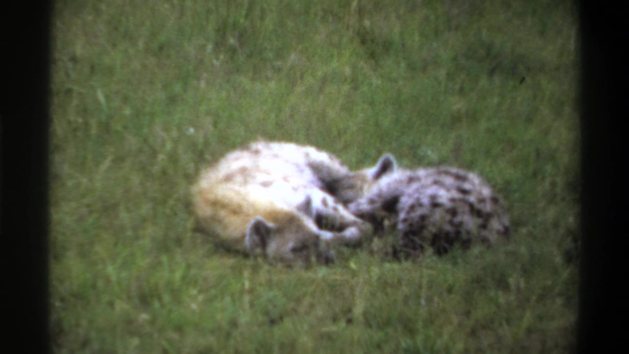 Two hyenas lying in grass with one pale body turned toward the camera.