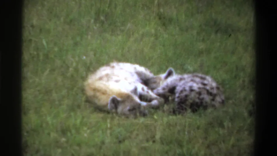 1969 Lagos, Nigeria 8mm frame of two hyenas lying in green pasture, one pale flank visible as they remain close together.