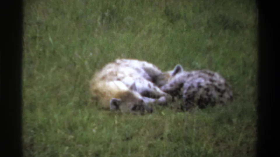 1969 Lagos, Nigeria 8mm frame showing two hyenas lying low in pasture grass, with visible grain and rounded film-frame edges.