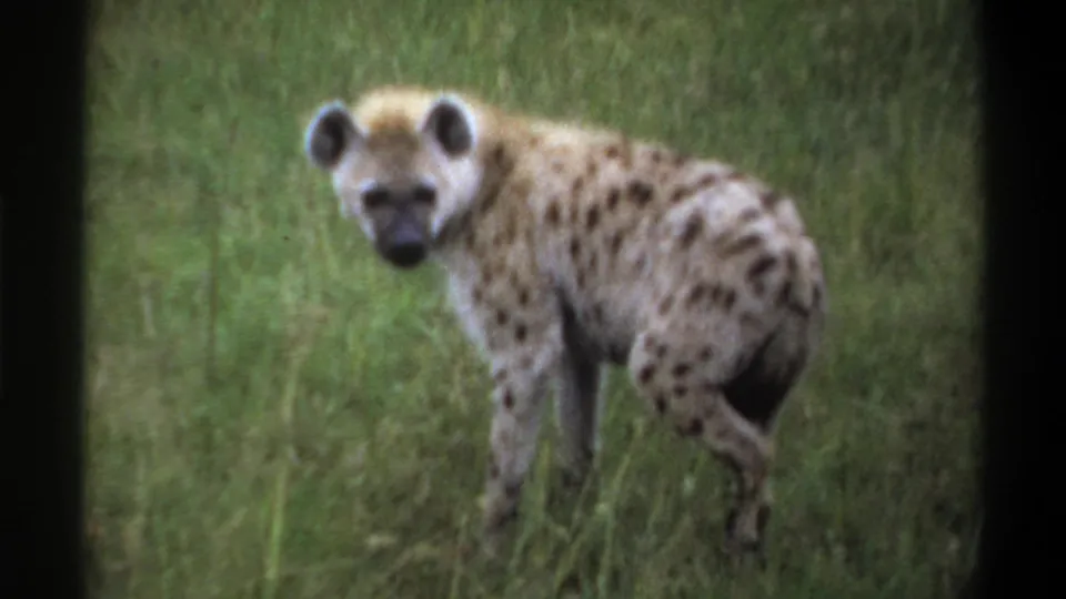 1969 Lagos, Nigeria 8mm frame of a spotted hyena standing in green grass and looking back toward the camera.