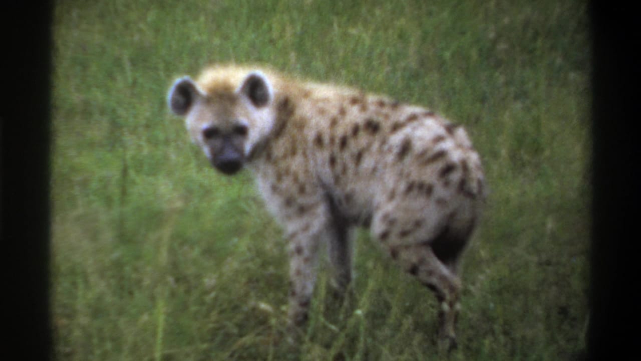 1969 Lagos metadata frame showing a spotted hyena standing alert in green grass, with soft 8mm focus and dark frame edges.