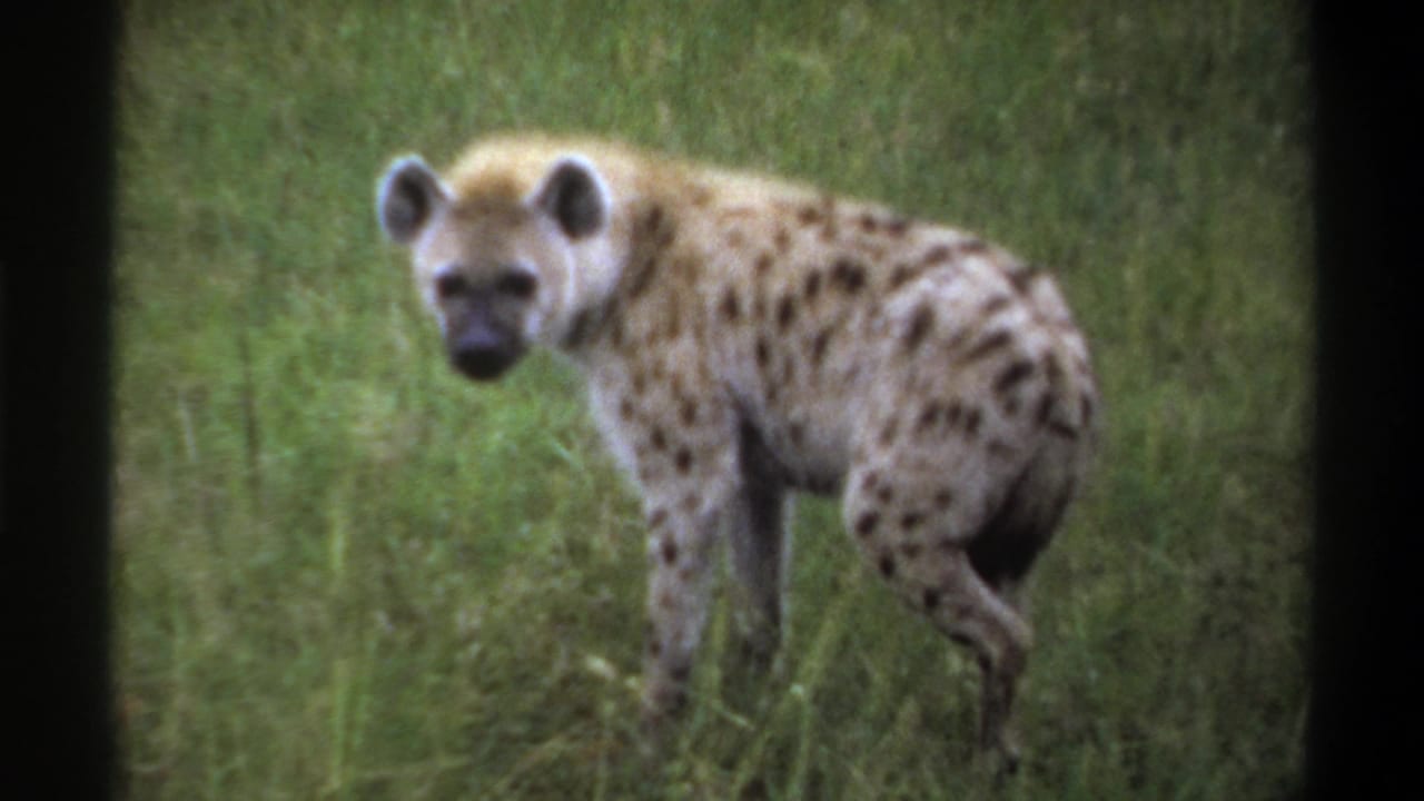 Spotted hyena in grass, turned slightly toward the camera.