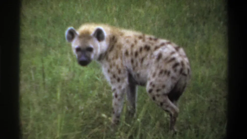 Spotted hyena in a grassy setting, filmed in soft color on 8mm, with the animal standing alert and angled toward camera.