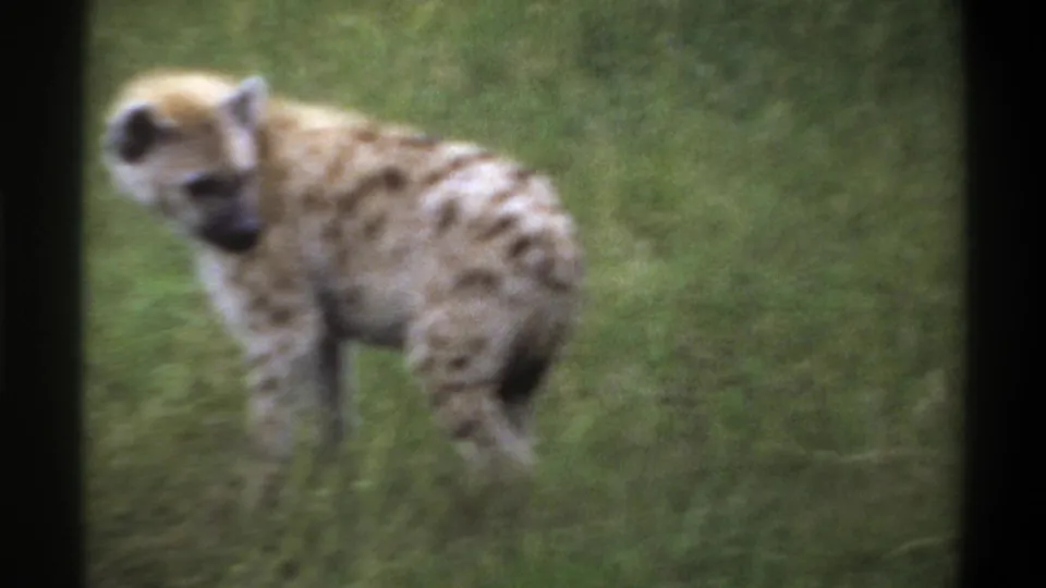 Soft-focus 8mm frame of a spotted hyena standing sideways in grass, with its head turned slightly left.