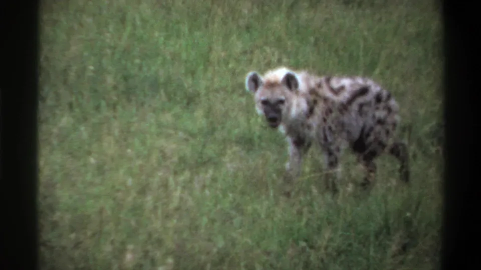 Spotted hyena appears farther from the camera in tall grass, with 8mm grain and muted green field tones.