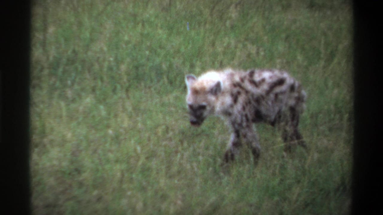 1969 Lagos, Nigeria 8mm frame showing a spotted hyena moving through green grass in soft focus.