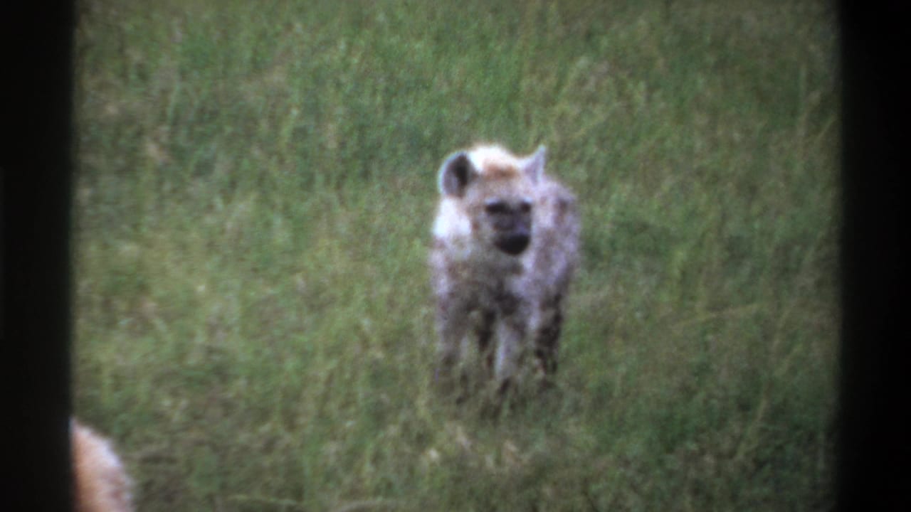 1969 Lagos, Nigeria 8mm frame of a hyena facing the camera in grass, with another animal partly visible below.