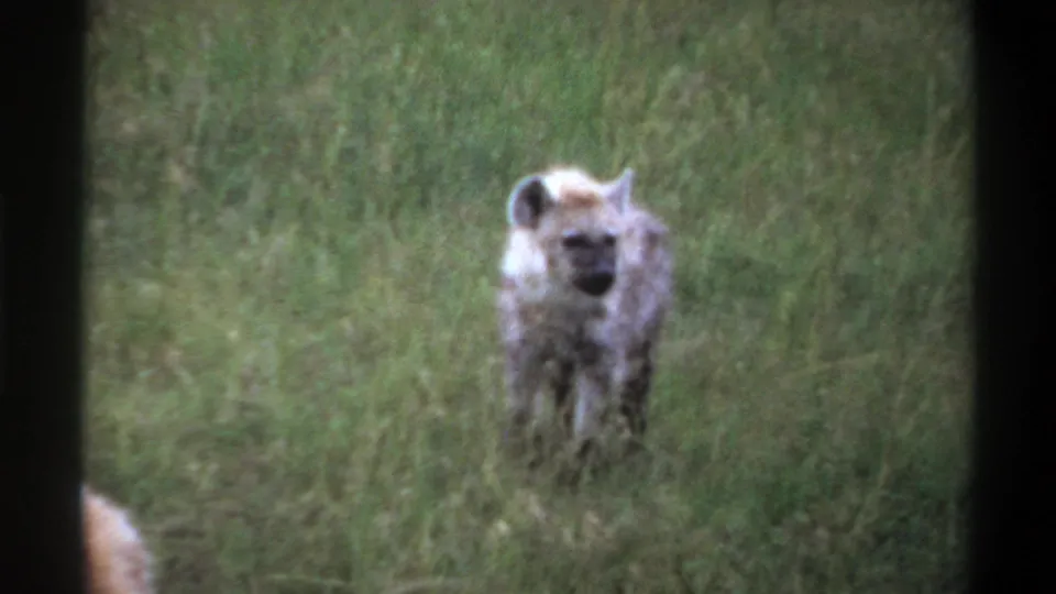 1969 Lagos, Nigeria 8mm frame of a hyena facing the camera in grass, with another animal partly visible below.