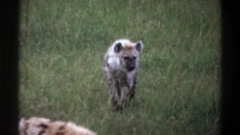 1969 Lagos, Nigeria 8mm frame showing a hyena approaching through grass toward a partly seen foreground hyena.