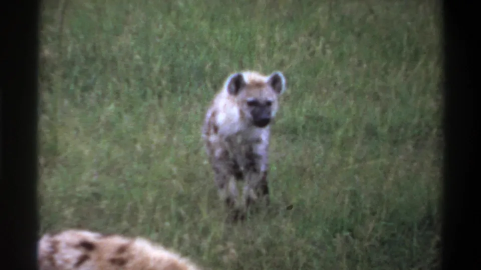 1969 Lagos, Nigeria 8mm frame of a spotted hyena in tall grass near another partly visible hyena in the foreground.