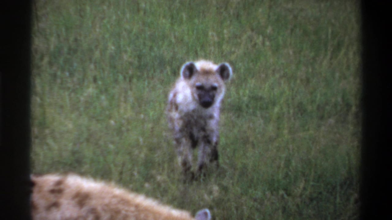 Spotted hyena standing in tall grass and facing the camera.
