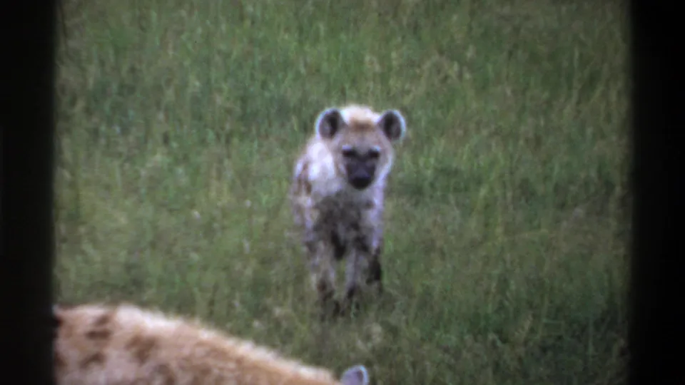 A spotted hyena faces the camera in tall green grass in 1969 home-movie footage identified as Lagos, Nigeria.