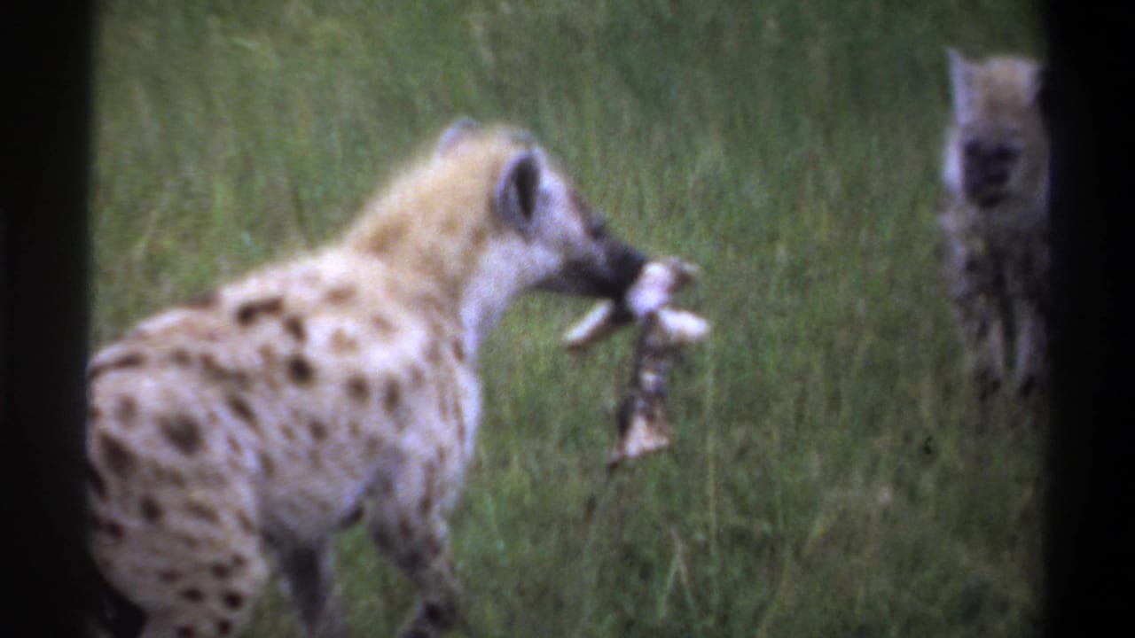 A spotted hyena moves through tall grass while carrying a pale bone or carcass fragment in 1969 footage identified as Lagos, Nigeria.