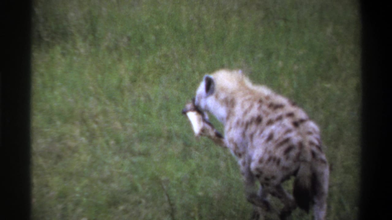 A spotted hyena is seen in profile carrying a pale bone-like object through tall grass in archival 8mm footage identified as Lagos, Nigeria.