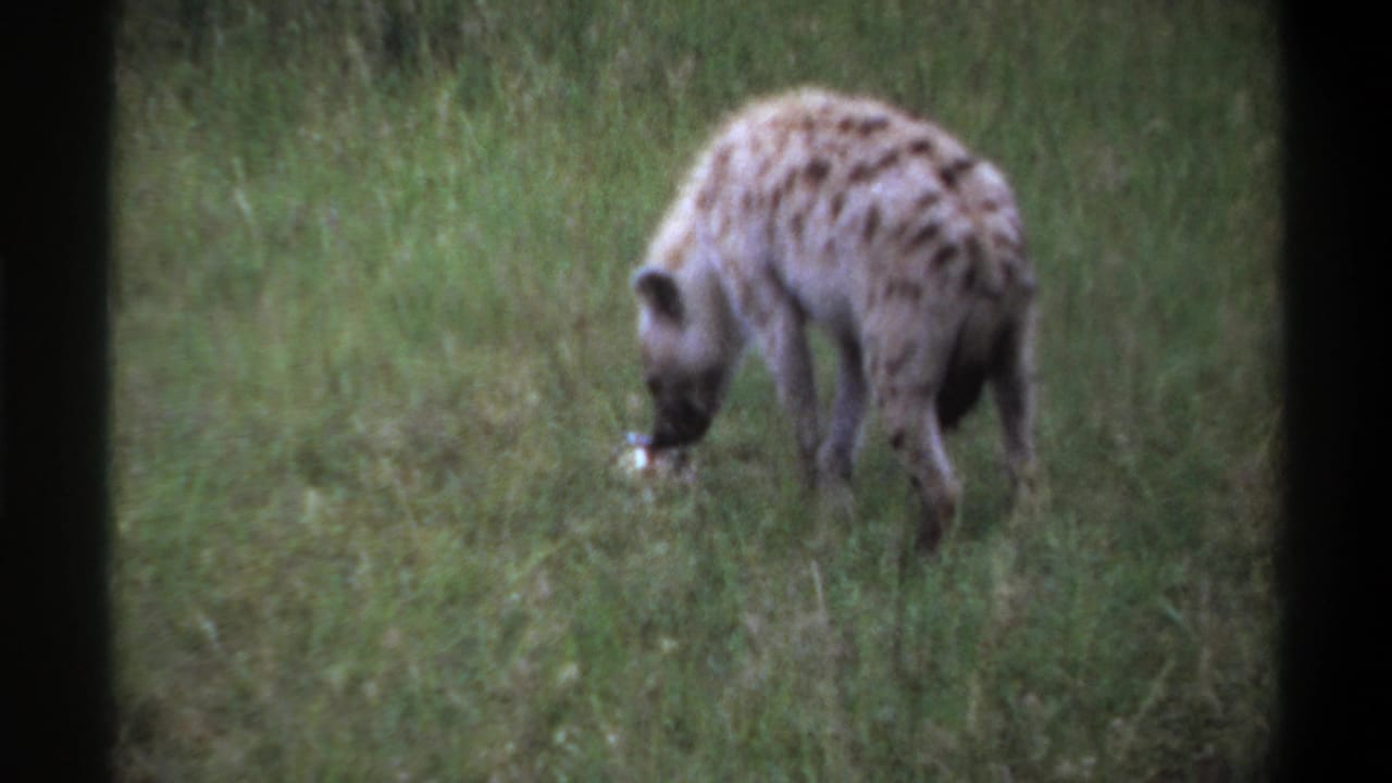 A spotted hyena lowers its head toward the grass near a pale object in 1969 home-movie footage identified as Lagos, Nigeria.