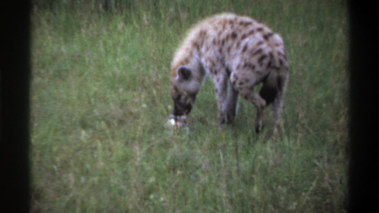 Spotted hyena lowers its head to feed in tall grass.
