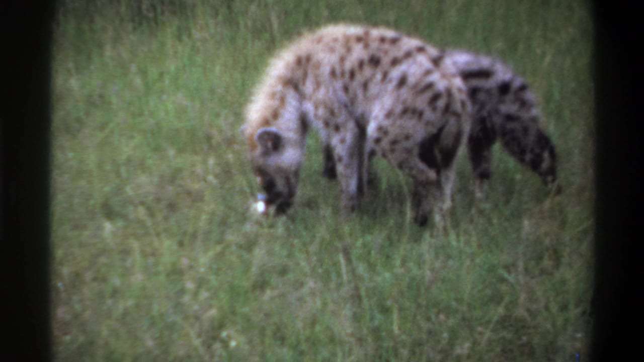 Two spotted hyenas appear in tall grass, with one bent toward a small pale carcass or food remnant.