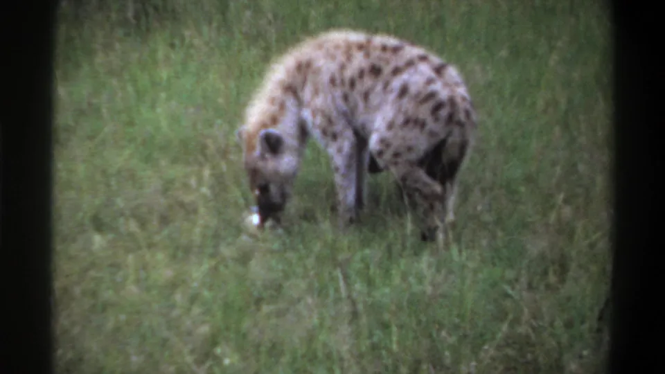 A spotted hyena remains bent over in grass, feeding near a small pale remnant in the 8mm frame.