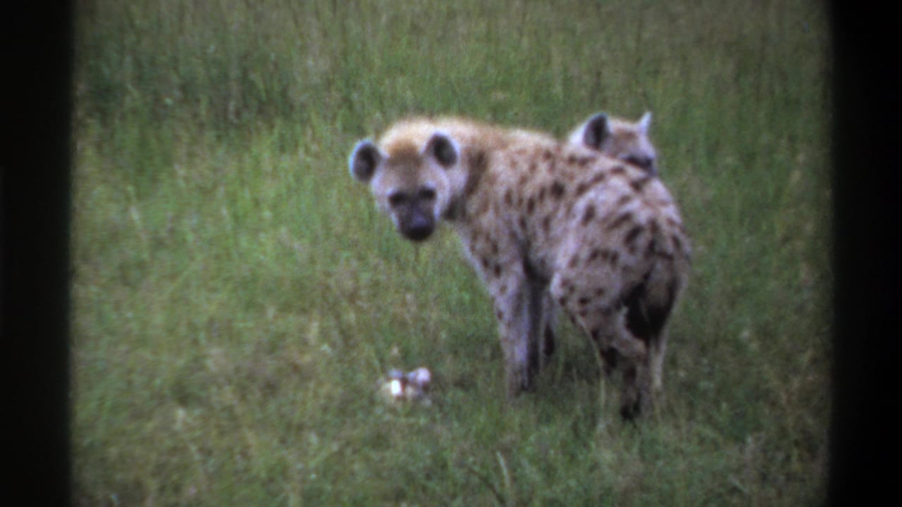 1969 Lagos, Nigeria 8mm frame showing a spotted hyena standing alert in green grass with another partly visible behind it.