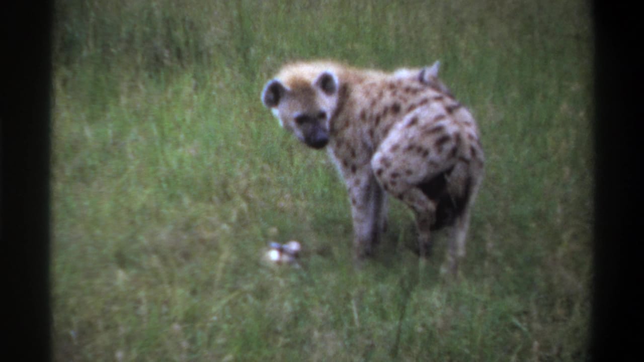 1969 Lagos, Nigeria 8mm frame with a spotted hyena standing in green grass and looking toward the camera.