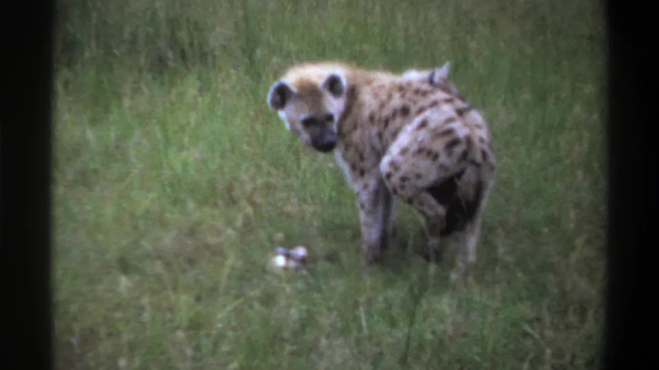 1969 Lagos, Nigeria 8mm frame with a spotted hyena standing in green grass and looking toward the camera.