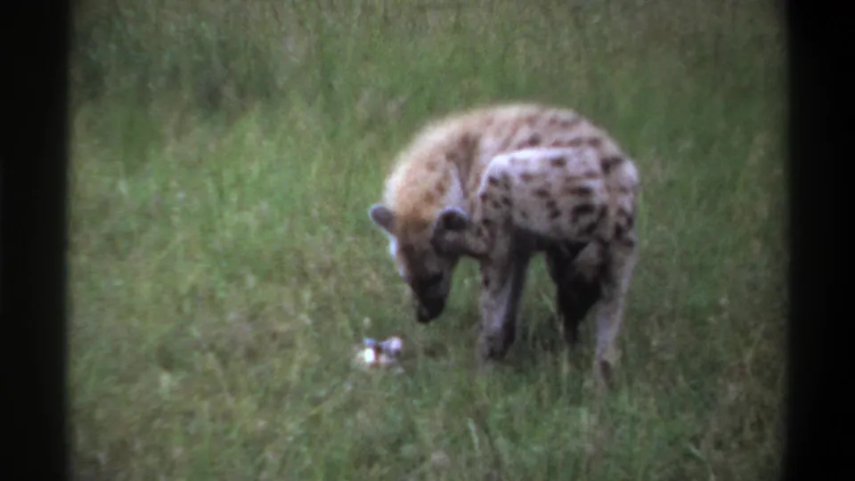 1969 Lagos, Nigeria 8mm frame showing spotted hyenas in green grass, with one lowering its head near a pale object.