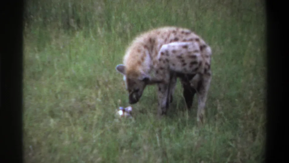 1969 Lagos, Nigeria 8mm frame of a spotted hyena bending in green grass near a small pale object on the ground.