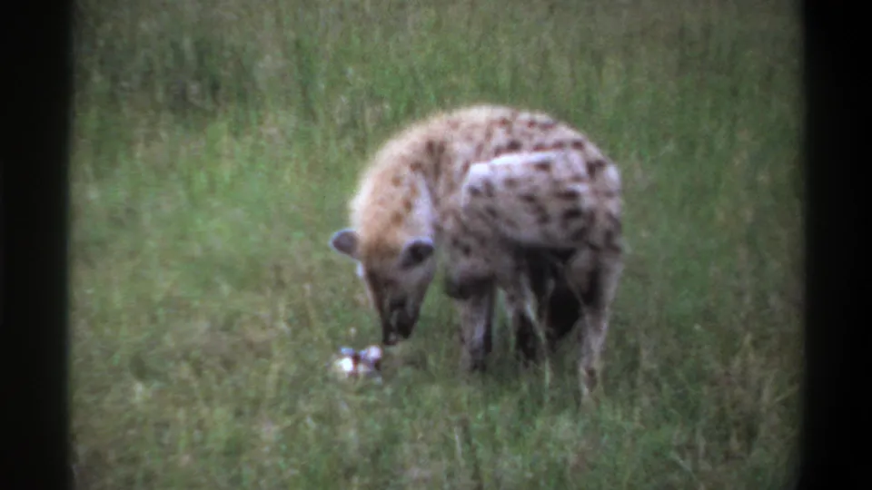 1969 Lagos, Nigeria 8mm frame showing an adult spotted hyena bending toward a small pale object in a grassy field.