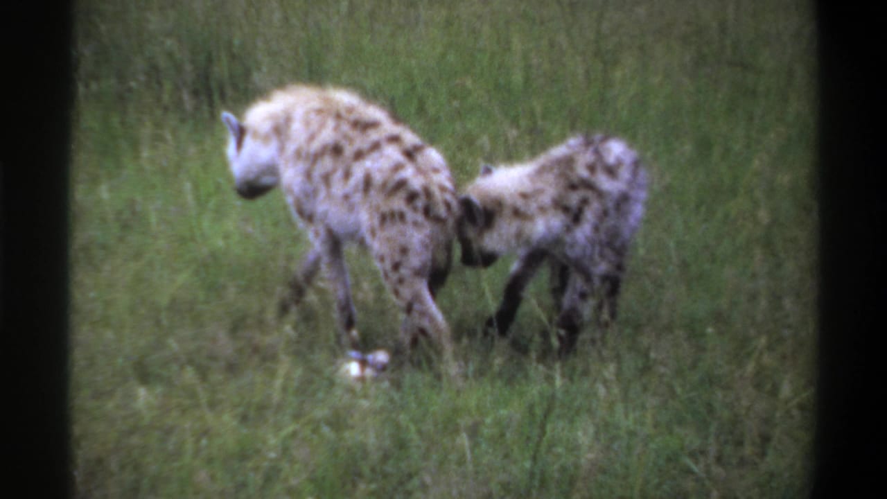 1969 Lagos, Nigeria 8mm frame with an adult spotted hyena and a younger hyena beside a small pale object in tall grass.