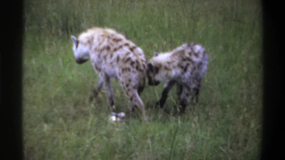1969 Lagos, Nigeria 8mm frame with an adult spotted hyena and a younger hyena beside a small pale object in tall grass.