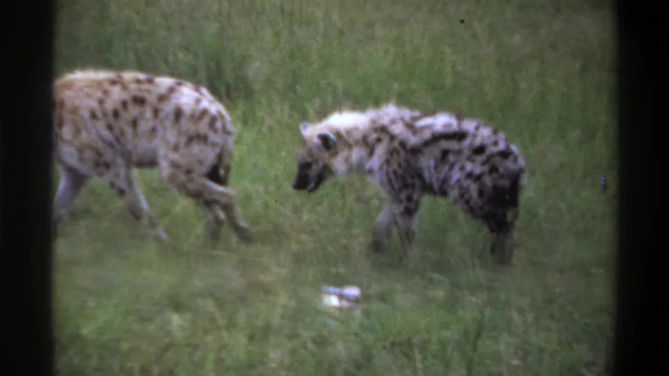 1969 Lagos, Nigeria 8mm frame showing two spotted hyenas moving through a grassy field with soft amateur-film focus.