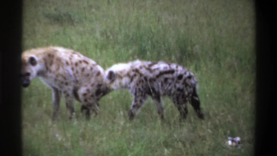 1969 Lagos, Nigeria 8mm frame with an adult and younger spotted hyena standing close in tall grass under daylight.