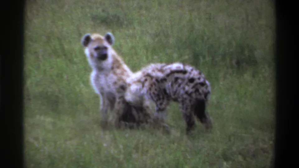 1969 Lagos, Nigeria 8mm frame showing two spotted hyenas close together in a grassy field, one facing the camera.
