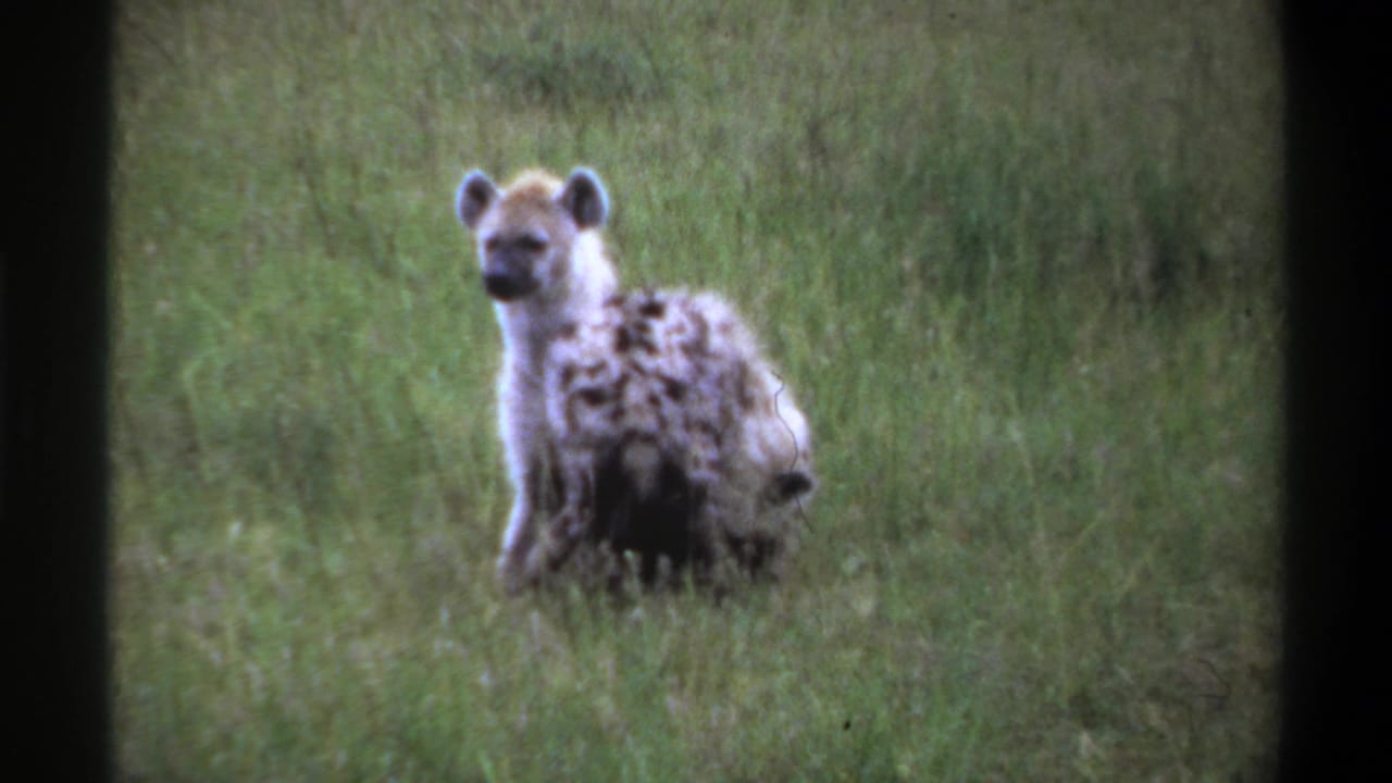 1969 Lagos, Nigeria 8mm frame of a spotted hyena crouched in tall grass and looking toward the camera.