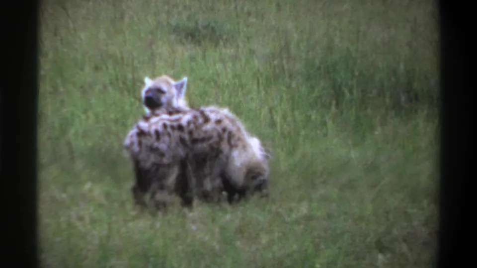1969 Lagos, Nigeria 8mm frame showing two spotted hyenas low in the grass during close interaction.