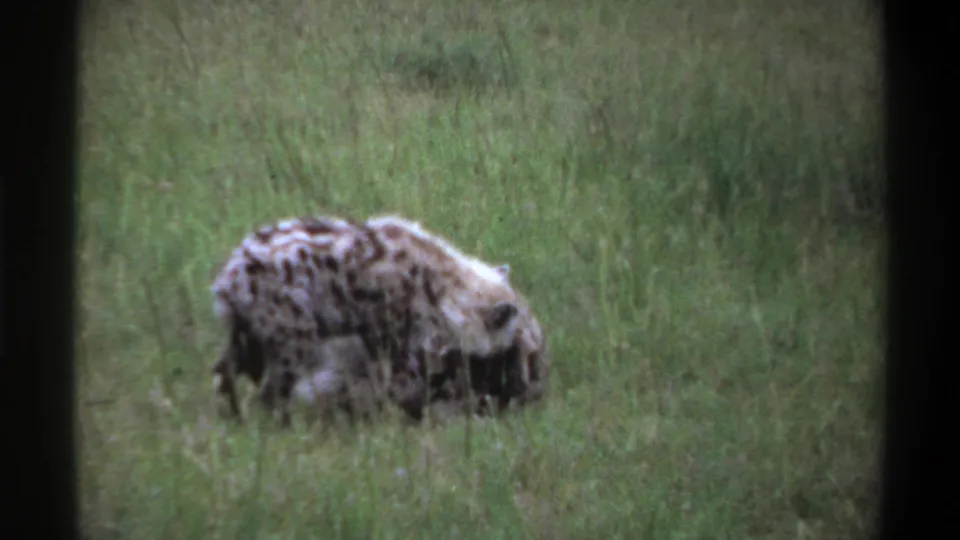 1969 Lagos, Nigeria 8mm frame with one spotted hyena bent low in tall grass and another partly obscured nearby.