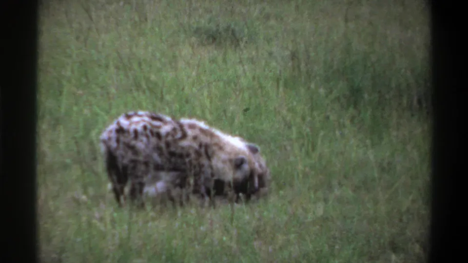 1969 Lagos, Nigeria 8mm frame showing two spotted hyenas resting in tall green grass, seen from a distant home-movie viewpoint.