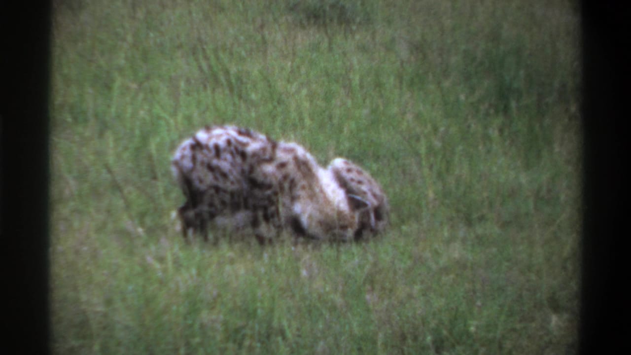 Two spotted hyenas resting in grass, one partly turned away from the camera.
