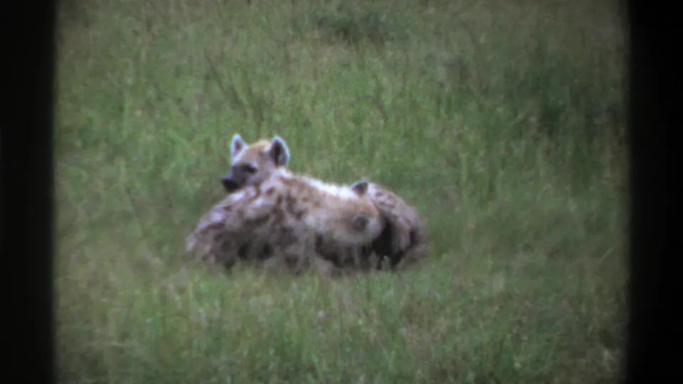 1969 Lagos, Nigeria 8mm frame showing one hyena with its head raised beside another resting hyena in a green field.