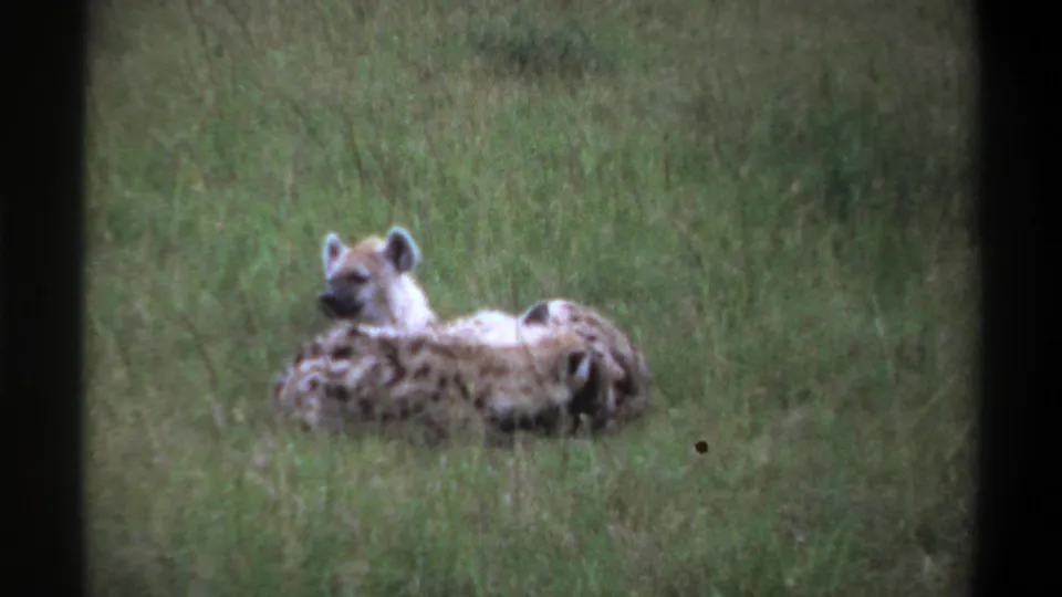 1969 Lagos, Nigeria 8mm frame with a hyena facing upward and another lying close by, both partly obscured by tall grass.