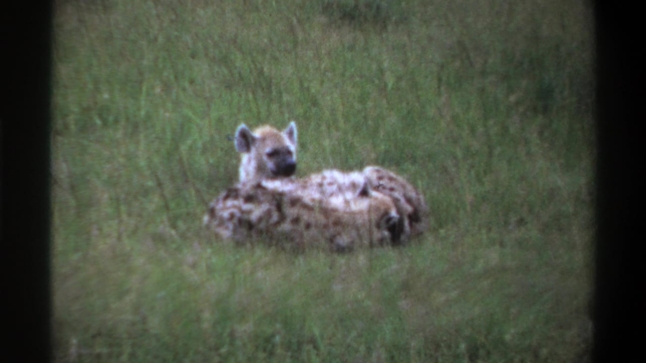 1969 Lagos, Nigeria 8mm frame showing a spotted hyena lying in green grass while a pup rests close beside it.