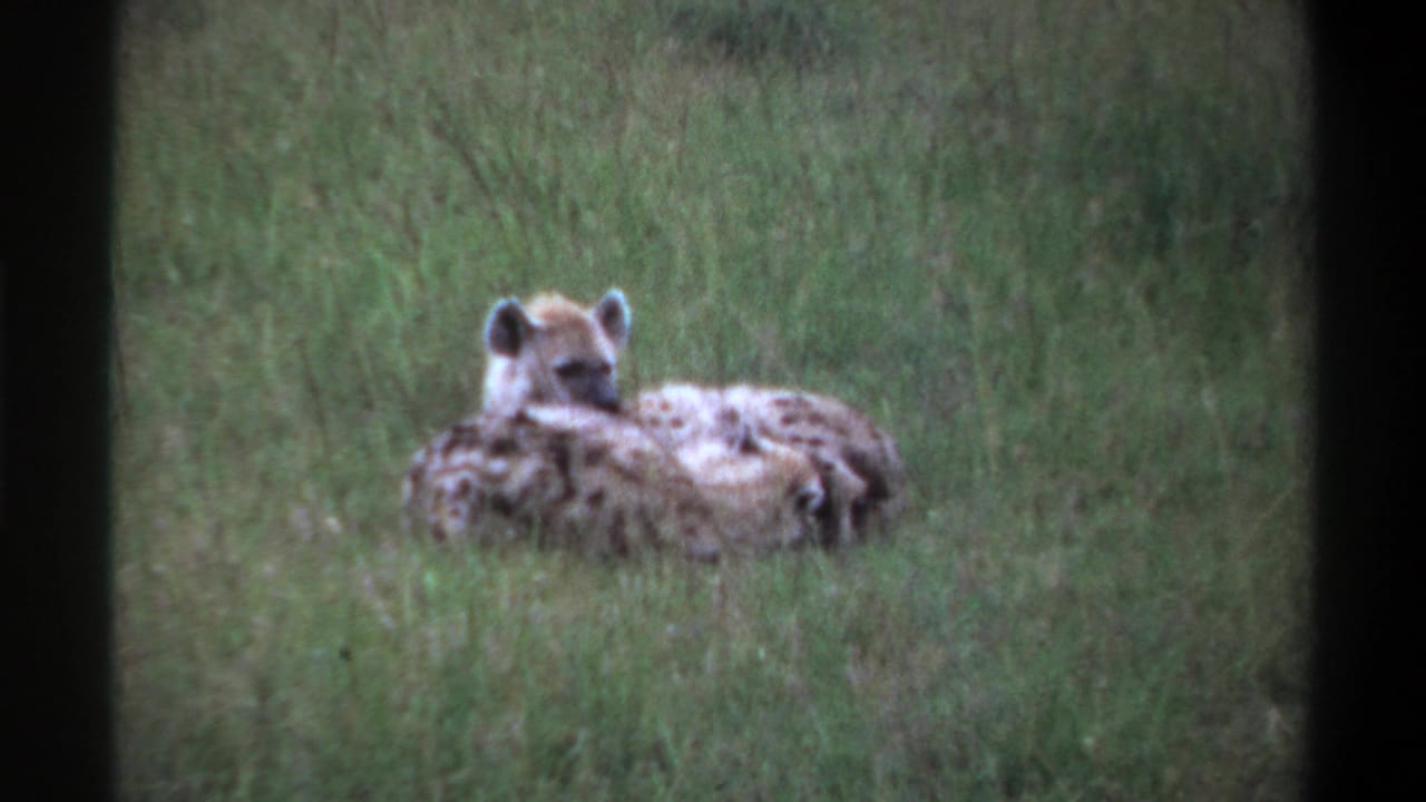 Hyena lying in grass with its head raised and a pup partly hidden beside it.