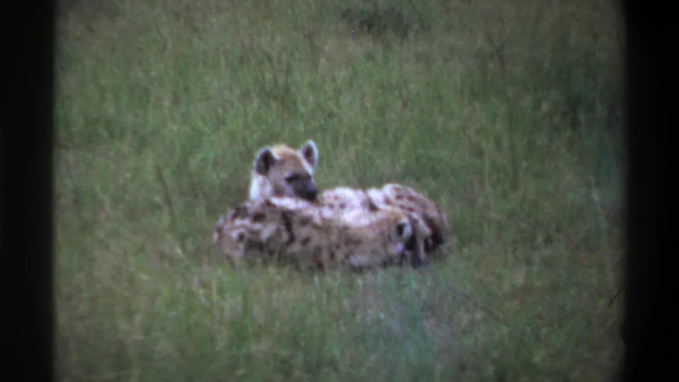 1969 Lagos, Nigeria 8mm frame showing a hyena and nearby pup resting together in dense green grass.