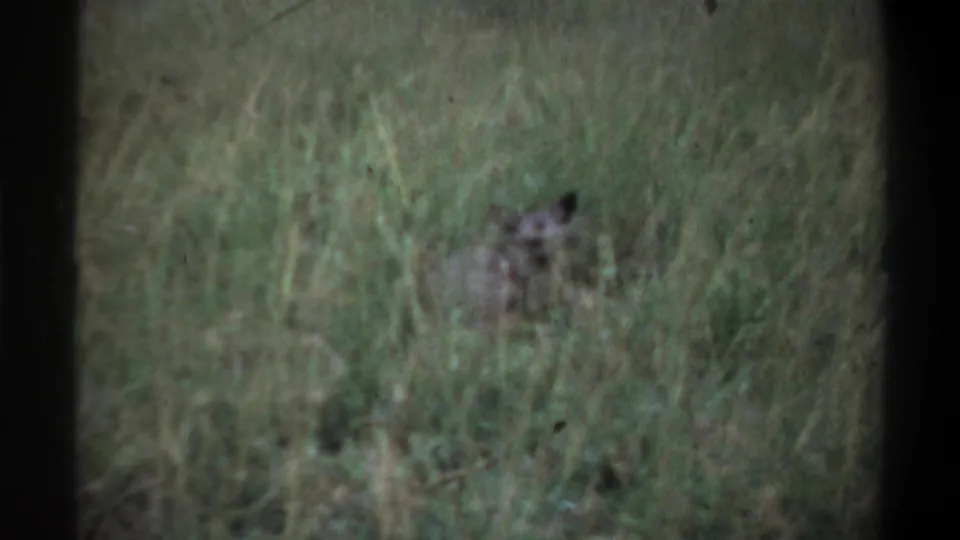 1969 Lagos, Nigeria frame with a small hyena pup partly hidden by tall grass as the adult is no longer clearly visible.