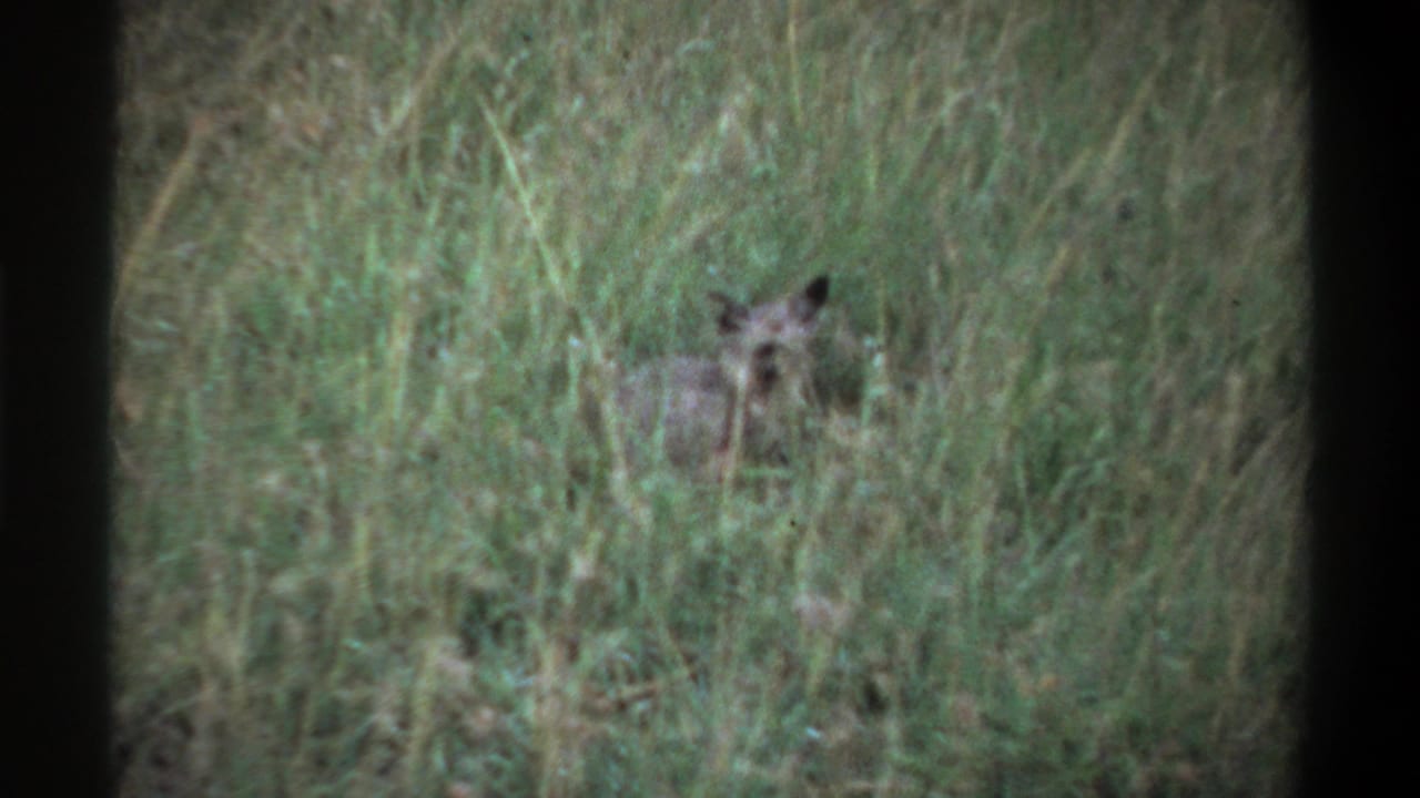 Small pointed-eared animal partly hidden in tall grass.