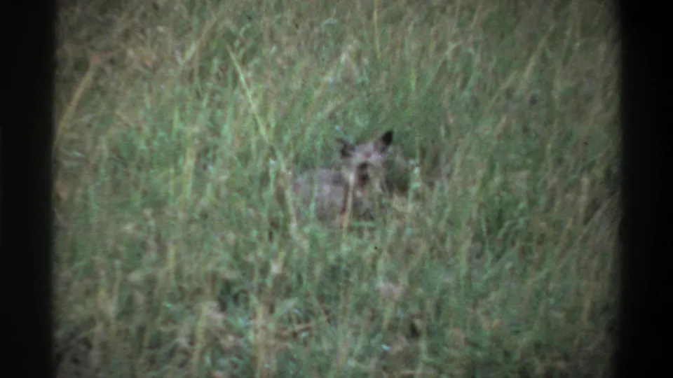 1969 Lagos 8mm frame showing a small pointed-eared animal partially obscured by tall green-brown grass.