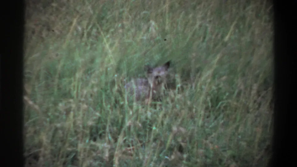 1969 Lagos 8mm frame with a small wild animal facing the camera from behind tall wind-blown grass.