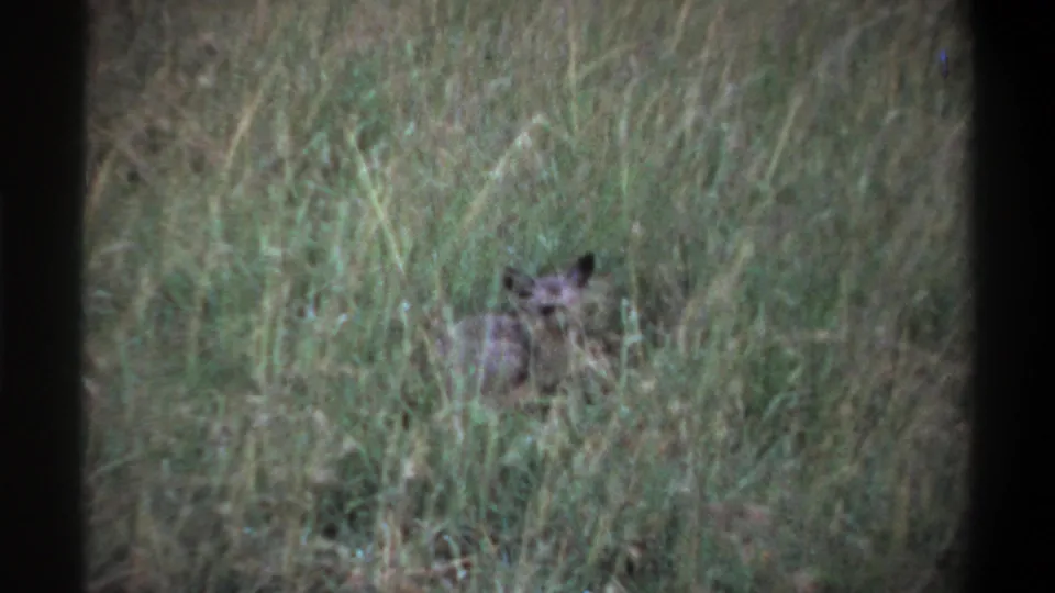1969 Lagos 8mm frame showing the animal lower in the frame, partly masked by tall grass and soft focus.