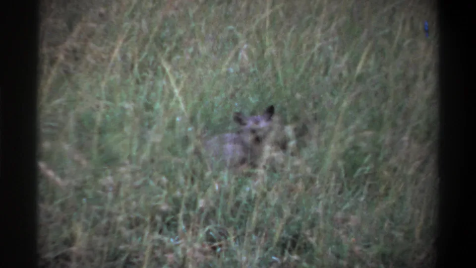 1969 Lagos 8mm frame with the small pointed-eared animal lying still amid dense green-brown grass.