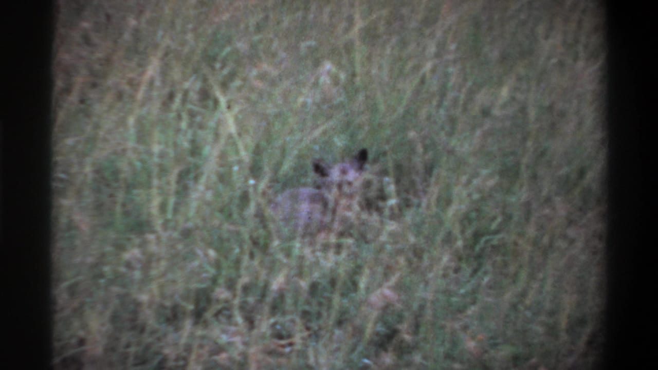 Small pointed-eared animal partly hidden in tall grass.